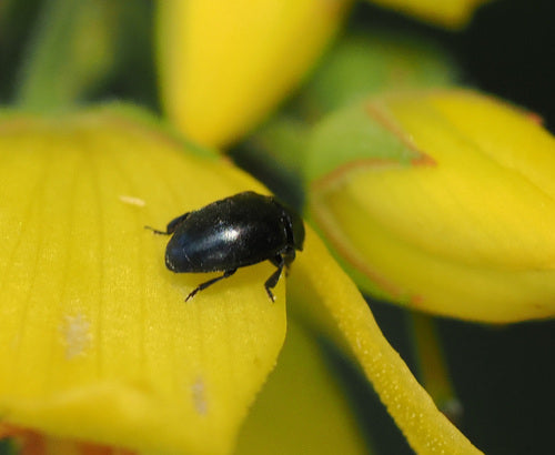 Scarabeo di colza — Bild 5