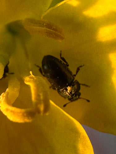 Scarabeo di colza — Bild 3