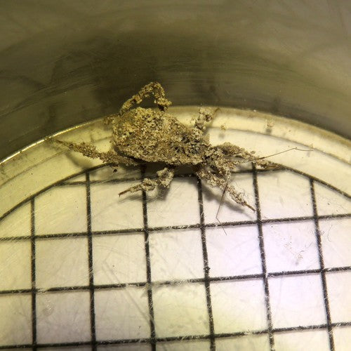 insetto predatore — Bild 3