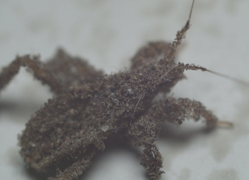 insetto predatore — Bild 5