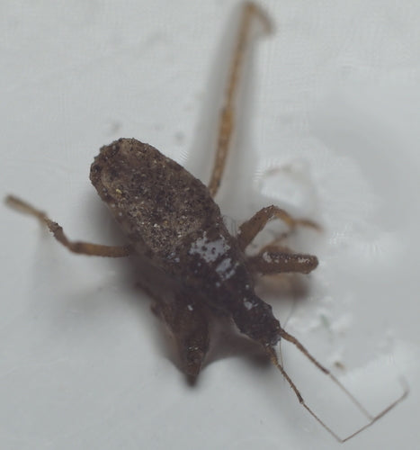 insetto predatore — Bild 4