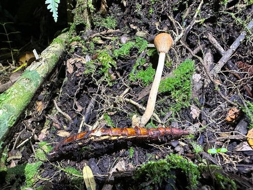 bruchi — Bild 2