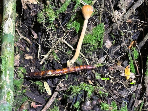 bruchi — Bild 1