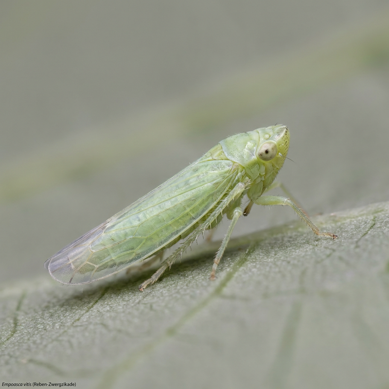 Cicalina della vite
