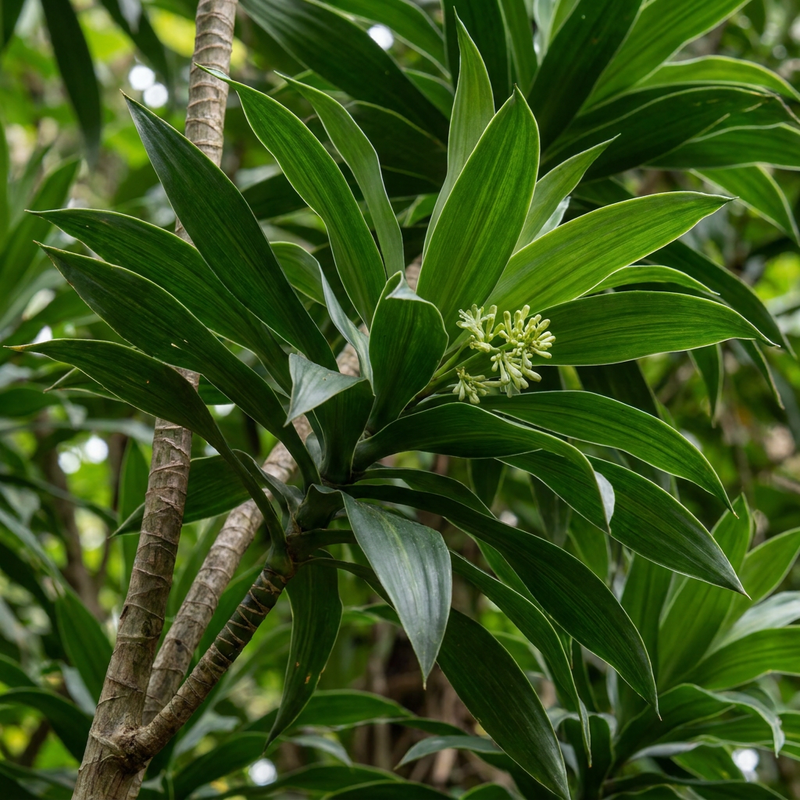 Albero del drago riflesso