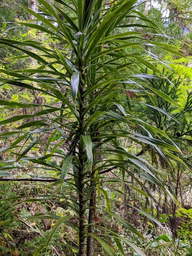 Albero del drago riflesso — foto 4 di 9