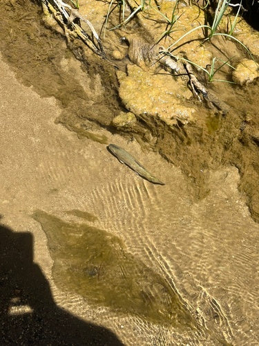 Trota iridea — Bild 3