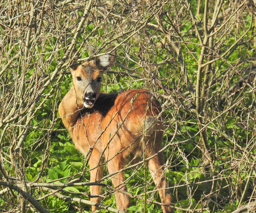 Cervo — Bild 3