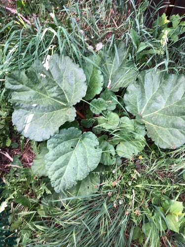 rabarbaro — Bild 2