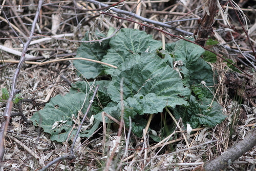 rabarbaro — Bild 3