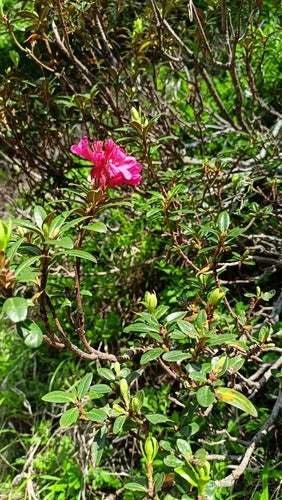 rododendro — Bild 1
