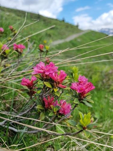 rododendro — Bild 5