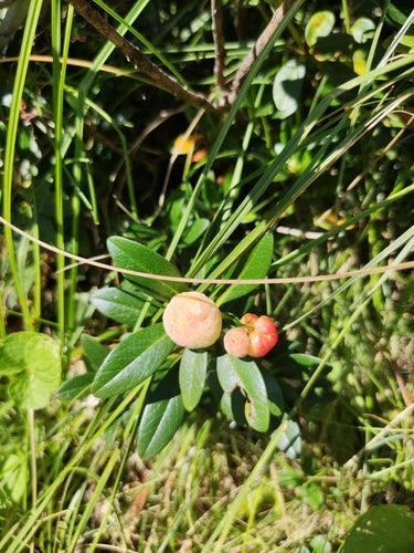 rododendro — Bild 4