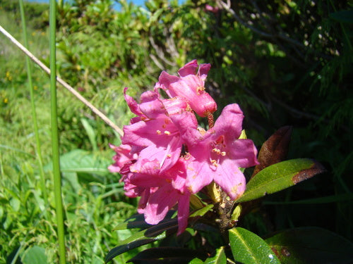 rododendro — Bild 5