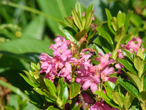 rododendro — Bild 4