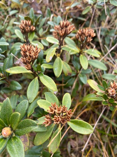 rododendro — Bild 6