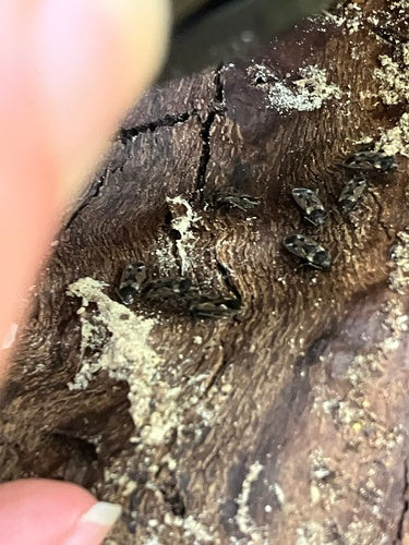 Rhyparochromus Pini — Bild 4