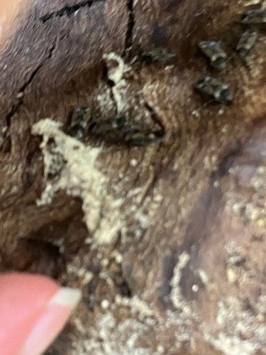 Rhyparochromus Pini — Bild 5