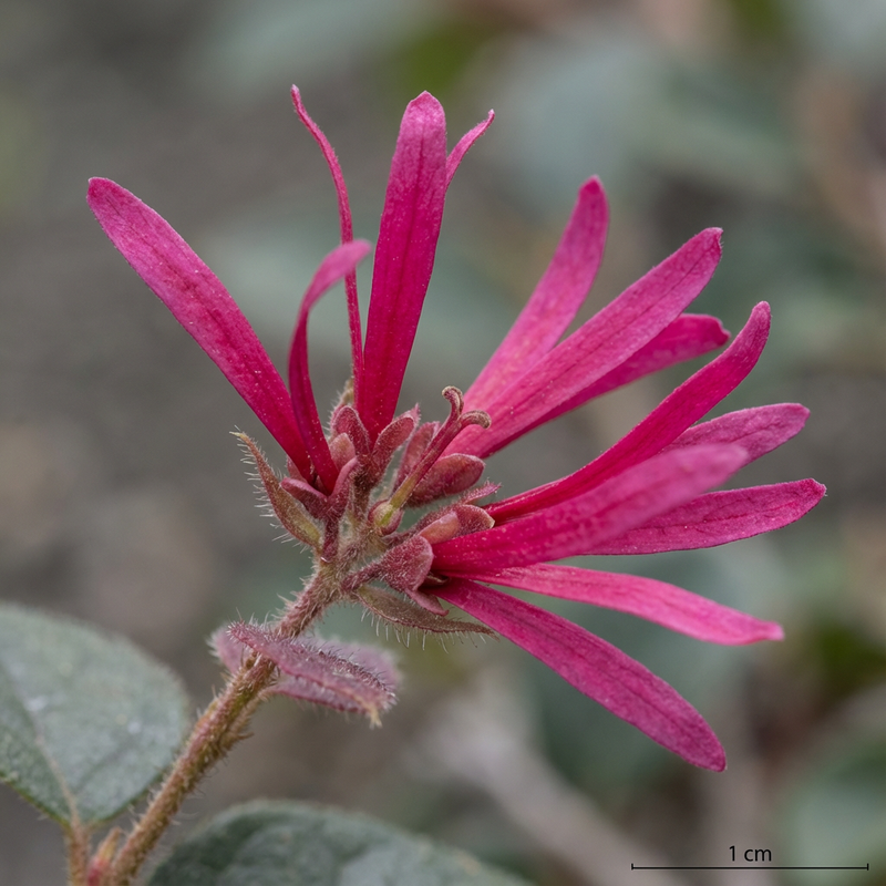 Fiore del cinturino