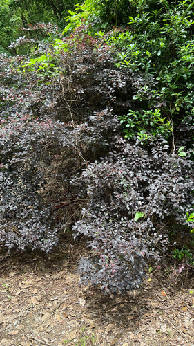 Fiore del cinturino — foto 2 di 2