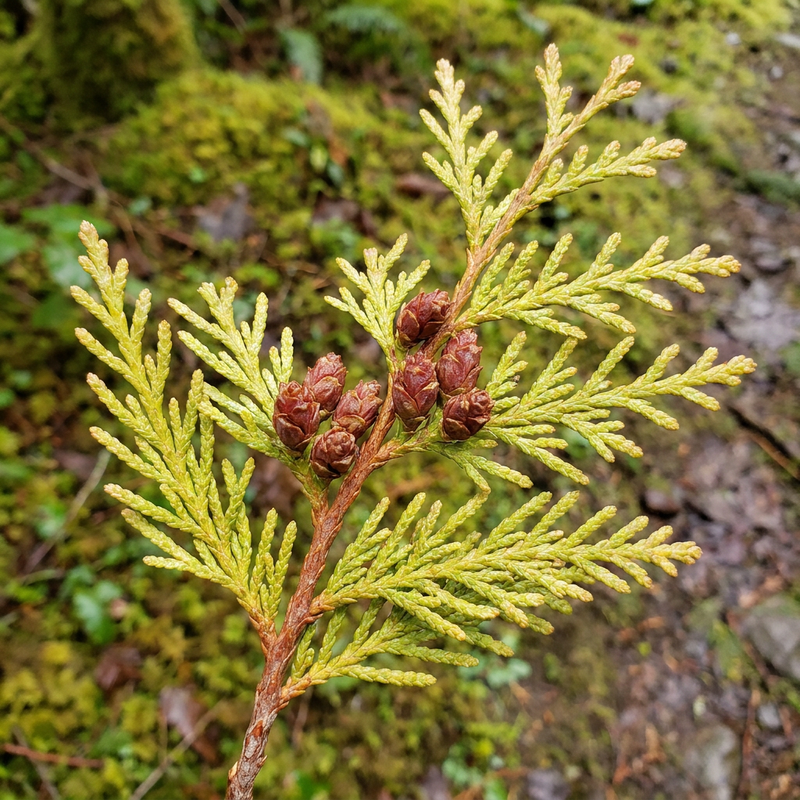 Gigantesco albero della vita