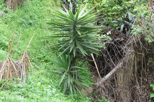 Giglio di palma gigante — Bild 2