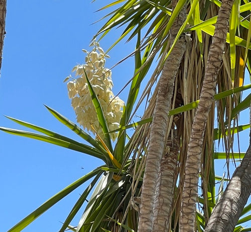 Giglio di palma gigante — Bild 2