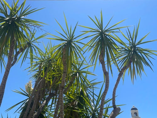 Giglio di palma gigante — Bild 3