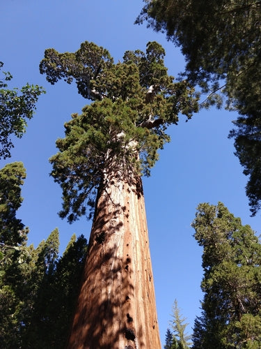 Sequoia gigante — Bild 2