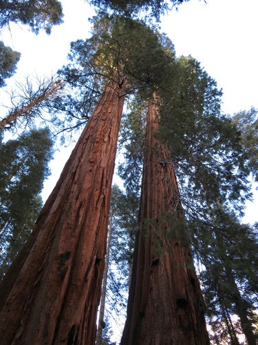 Sequoia gigante — Bild 5