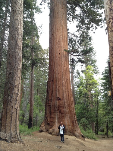 Sequoia gigante — Bild 3