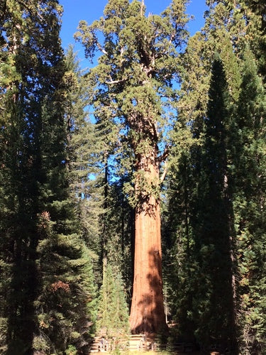 Sequoia gigante — Bild 4