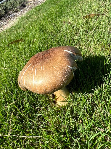 Sogno gigante — Bild 4