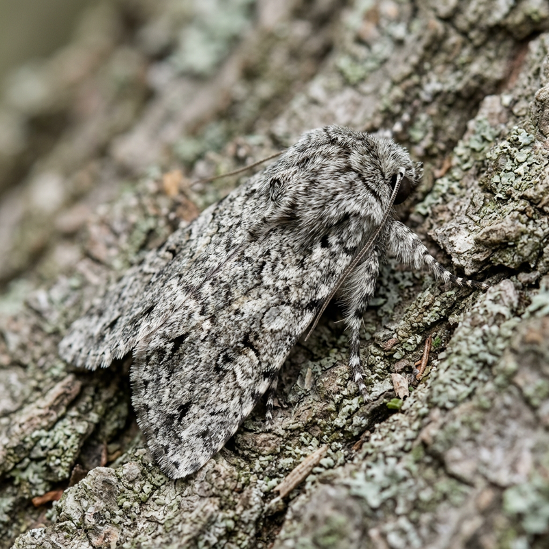 Gufo corteccia (genere Acronicta) (Acronicta), illustrazione IA