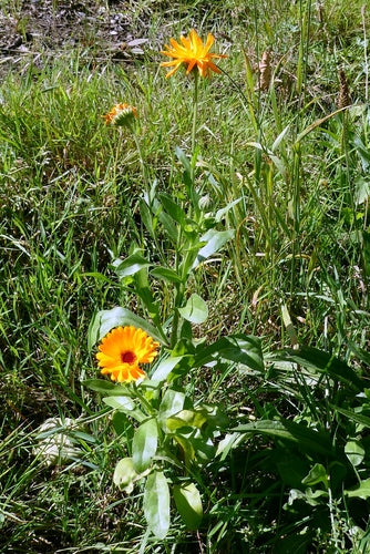 Calendula — Bild 5