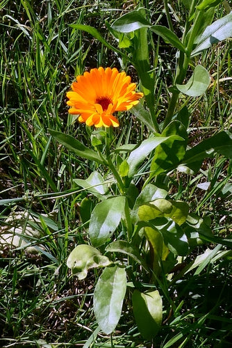 Calendula — Bild 4