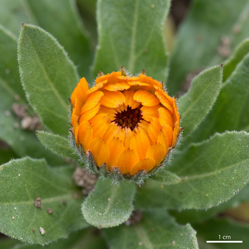 Calendula