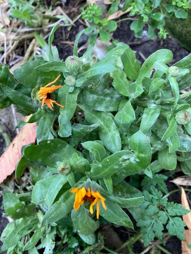 Calendula — Bild 3