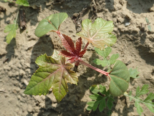 Fagiolo di ricino — Bild 2