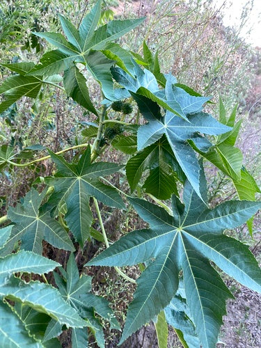 Fagiolo di ricino — Bild 4