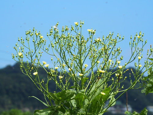 Lattuga romana — Bild 2