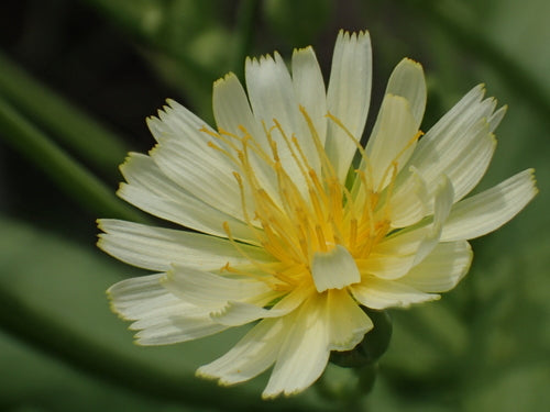 Lattuga romana — Bild 5