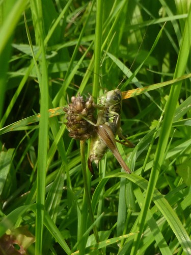 L'insetto pungente di Roesel — Bild 1