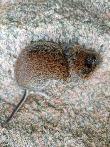 arvicola bancaria — foto 5 di 50