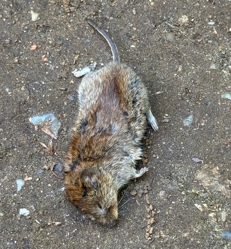 arvicola bancaria — foto 3 di 50