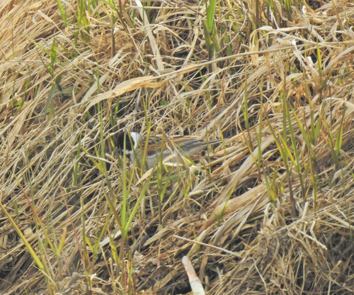 Zigolo di canna — Bild 3