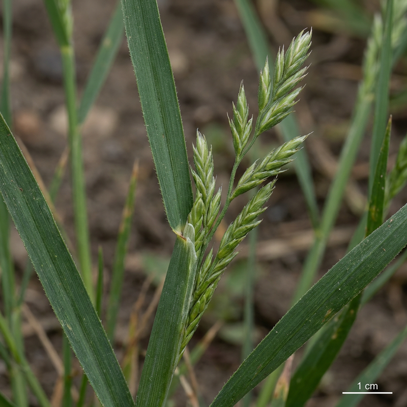 Festuca alta