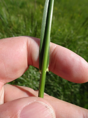 Festuca alta — Bild 5
