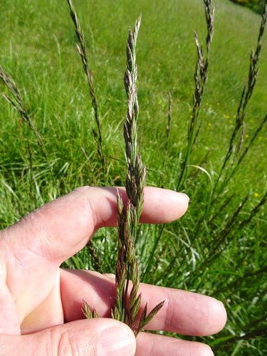 Festuca alta — Bild 4