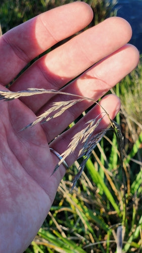 Festuca alta — Bild 1